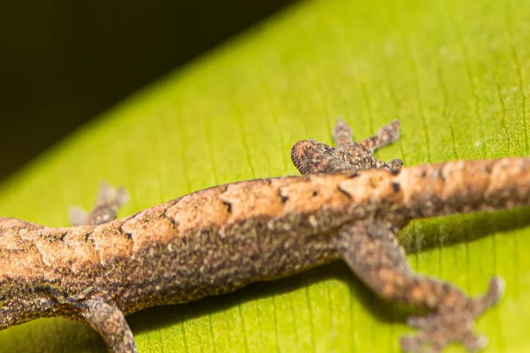 Why are mourning geckos only female?, Virgin Birth