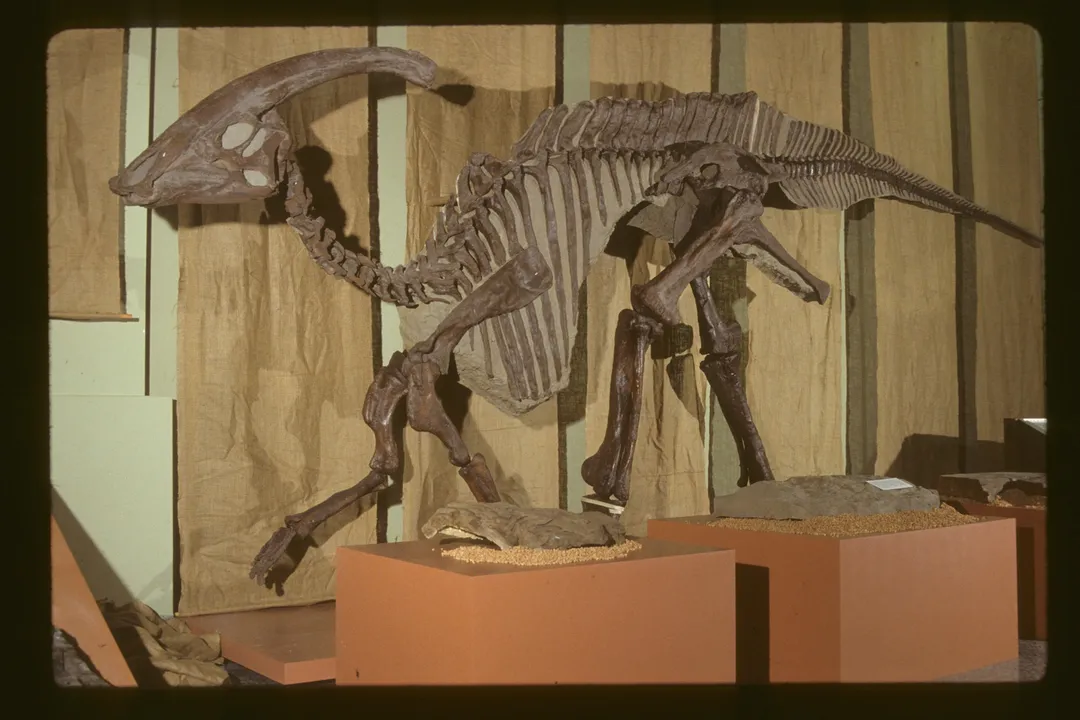 Why are Parasaurolophus cool?, Sound Generation