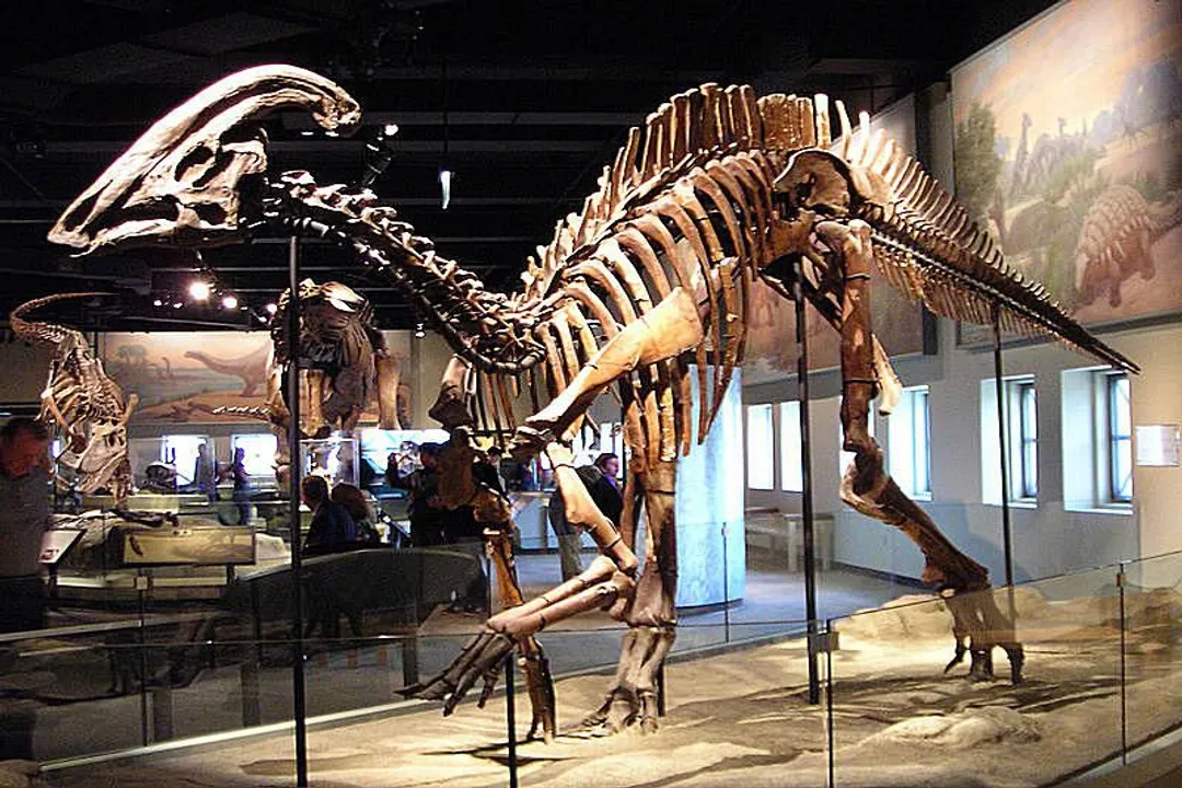 Why are Parasaurolophus cool?, Visual Display