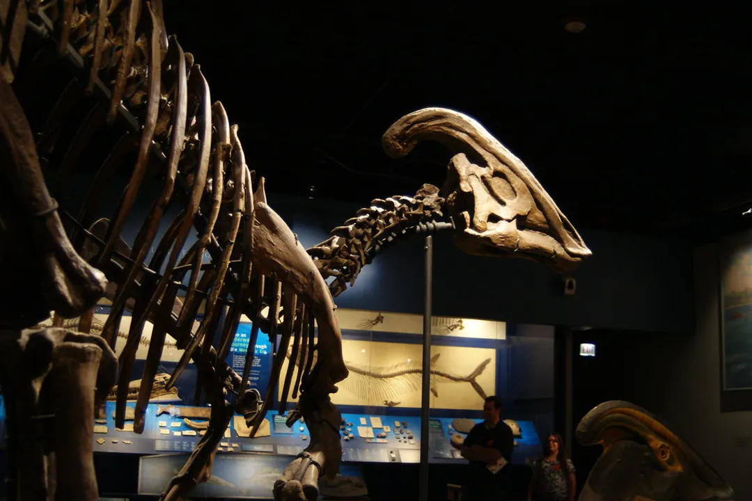 Why are Parasaurolophus cool?, Crest Anatomy