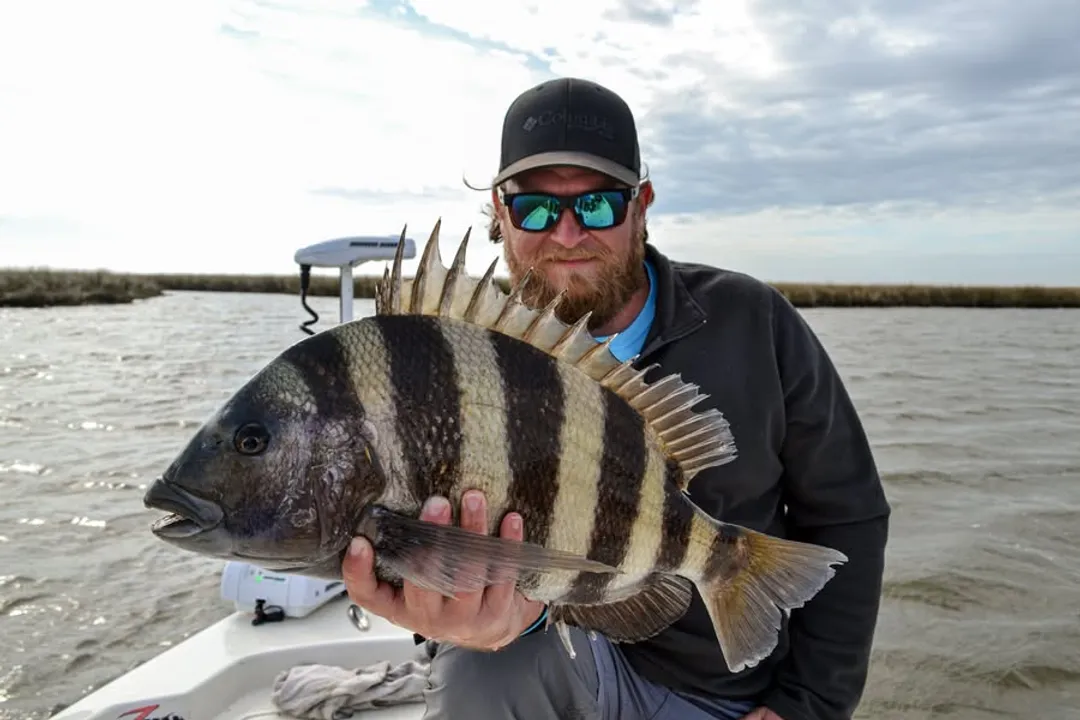 Why are sheepshead called convict fish?