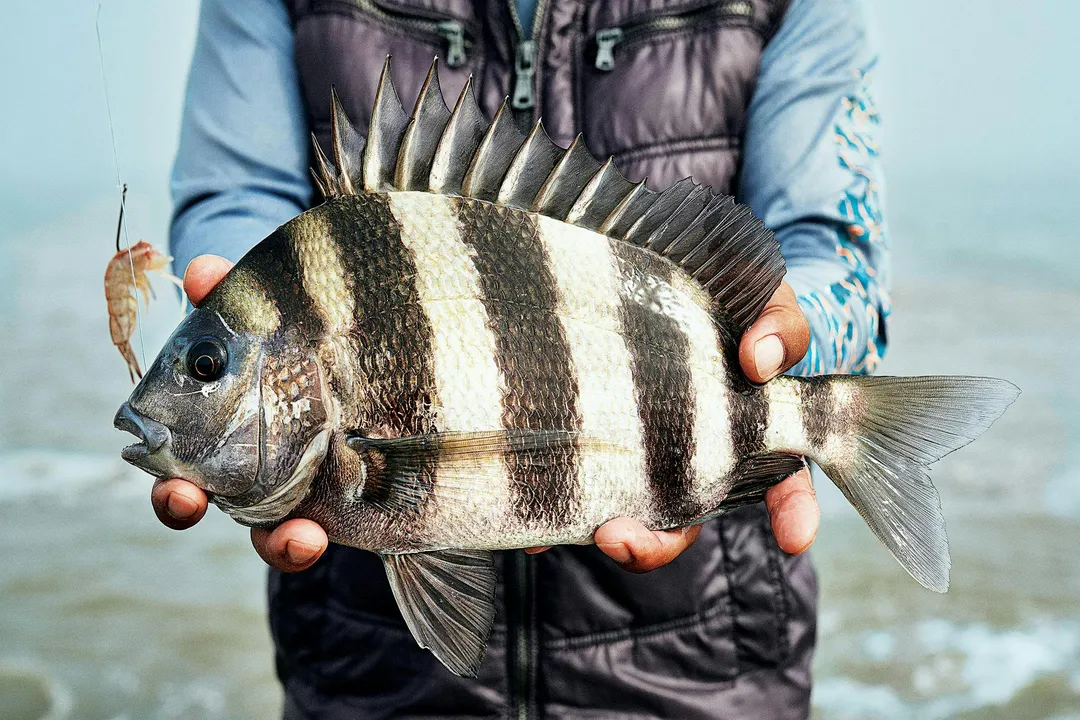 Why are sheepshead called convict fish?, Specialized Jaws
