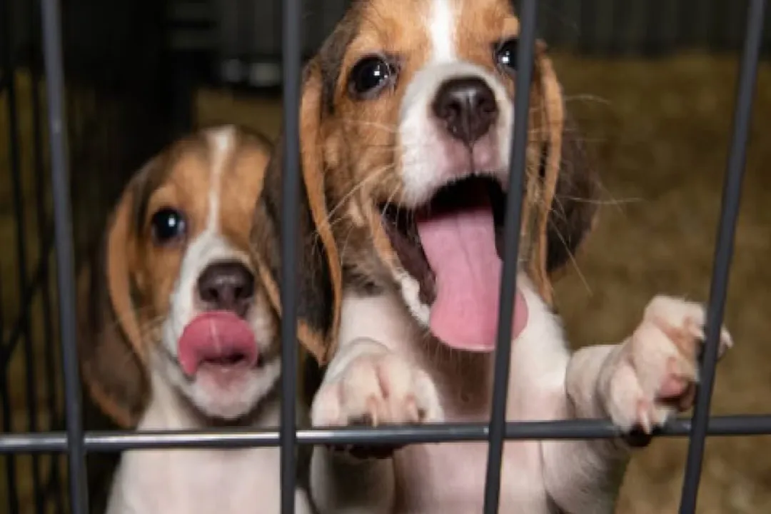 Why are so many Beagles in shelters?