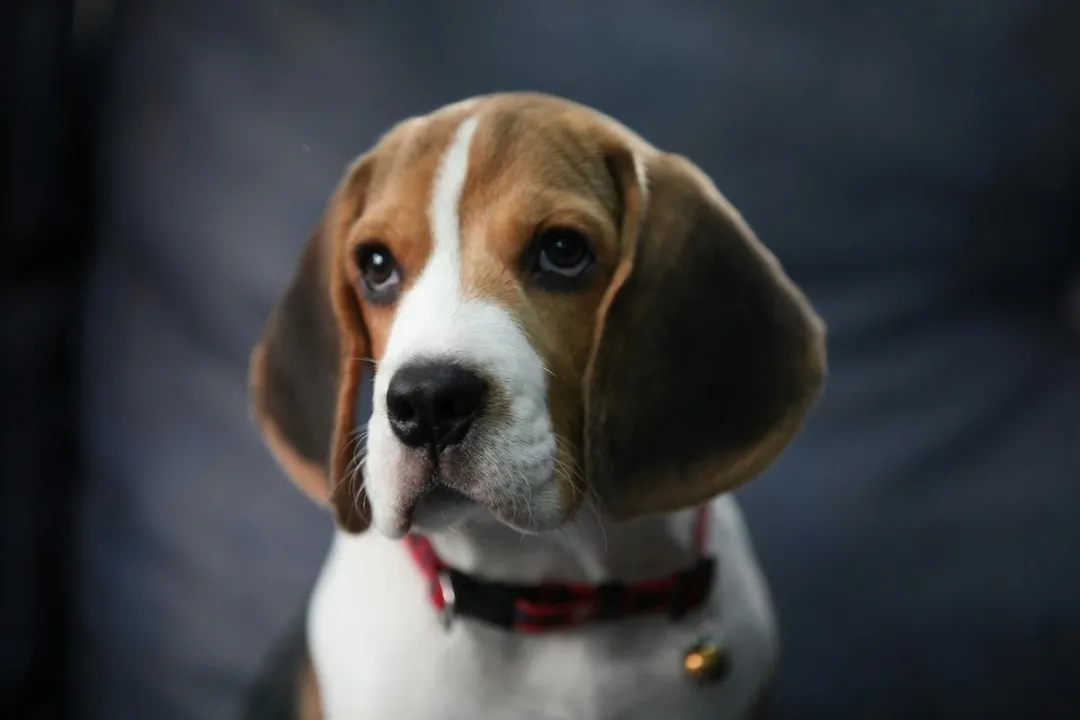 Why are so many Beagles in shelters?, Mass Intakes