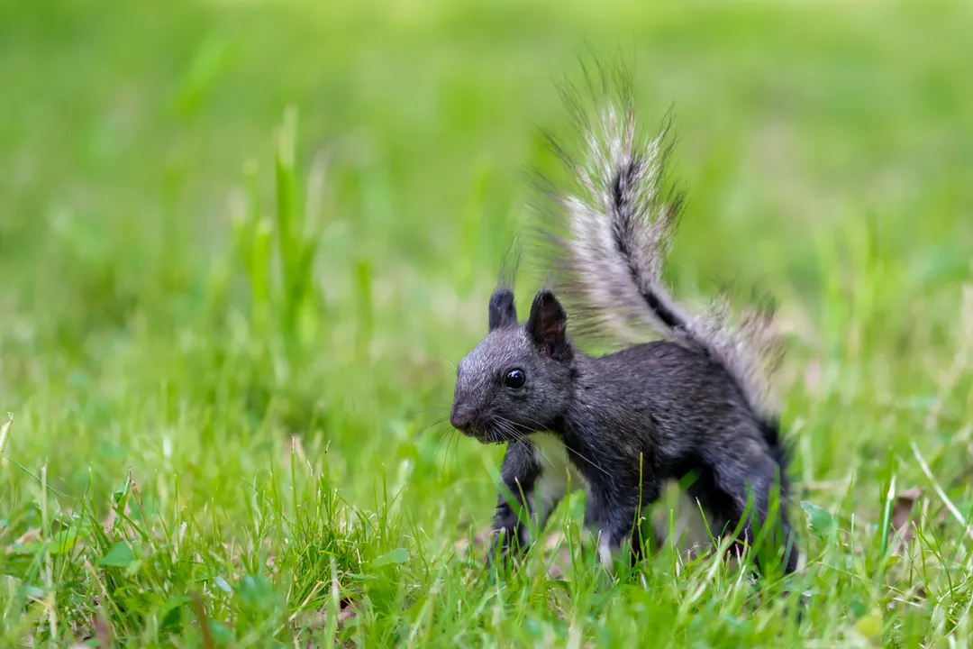 Why are some eastern gray squirrels black?, Genetic Basis