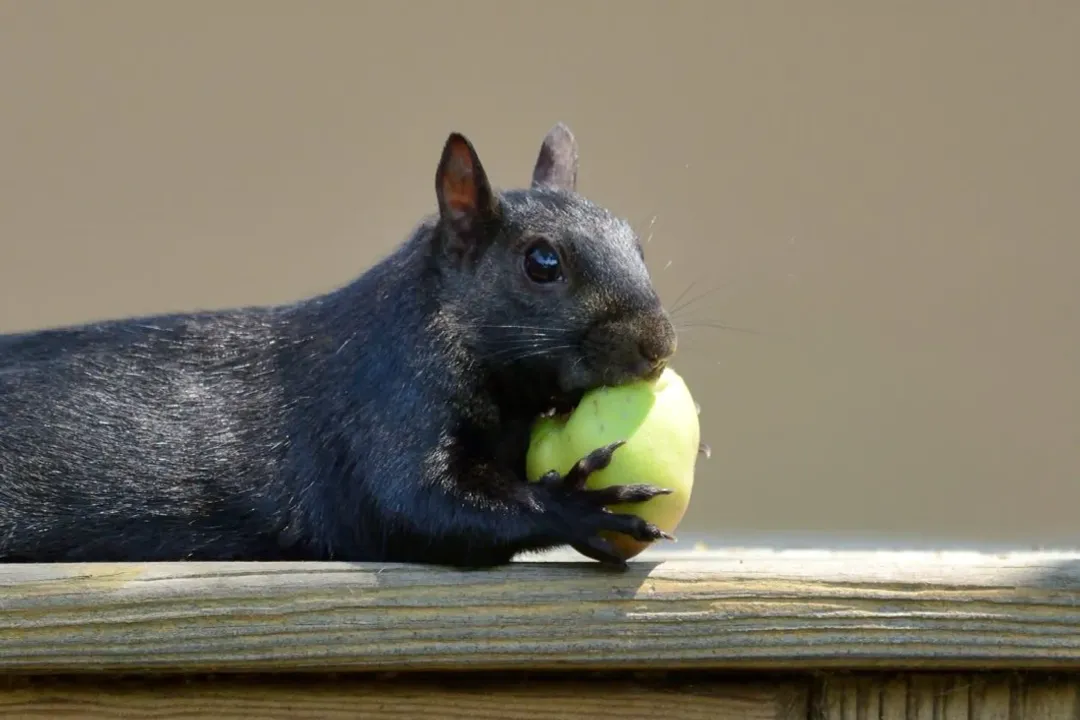 Why are some eastern gray squirrels black?, Appearance Differences