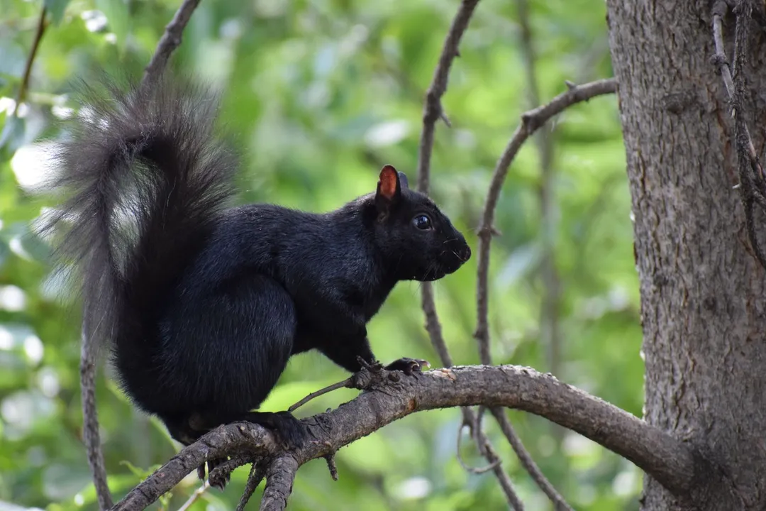 Why are some eastern gray squirrels black?, Historical Context and Population Dynamics