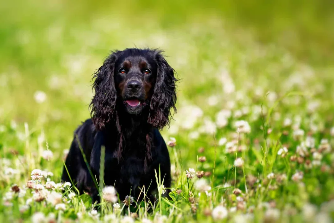 Why are springer spaniels so clingy?, Breeding History