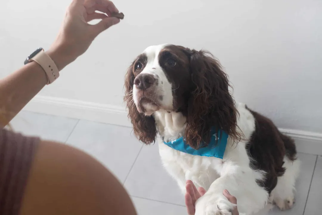 Why are springer spaniels so clingy?, Management Tips