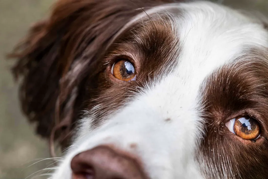 Why are springer spaniels so clingy?, Energy Needs