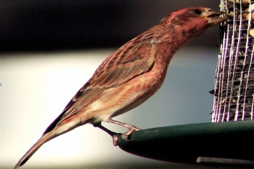 Why are the goldfinches not eating Nyjer seed?