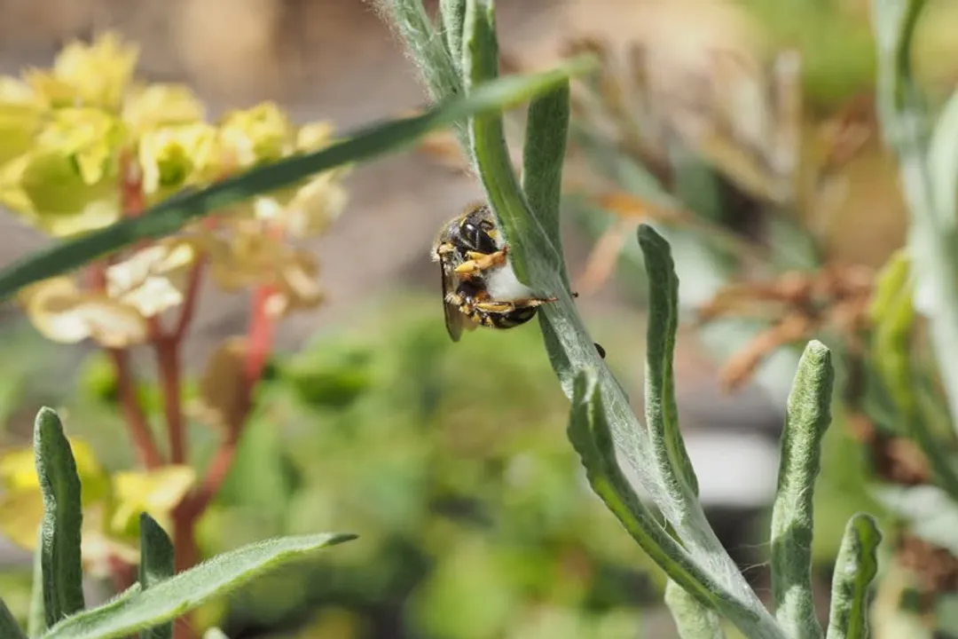 Why are they called carder bees?, Scraping Fibers