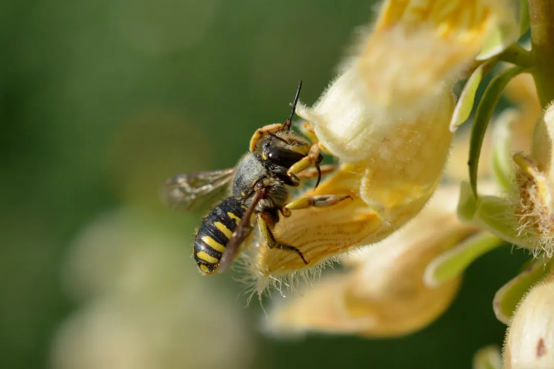 Why are they called carder bees?