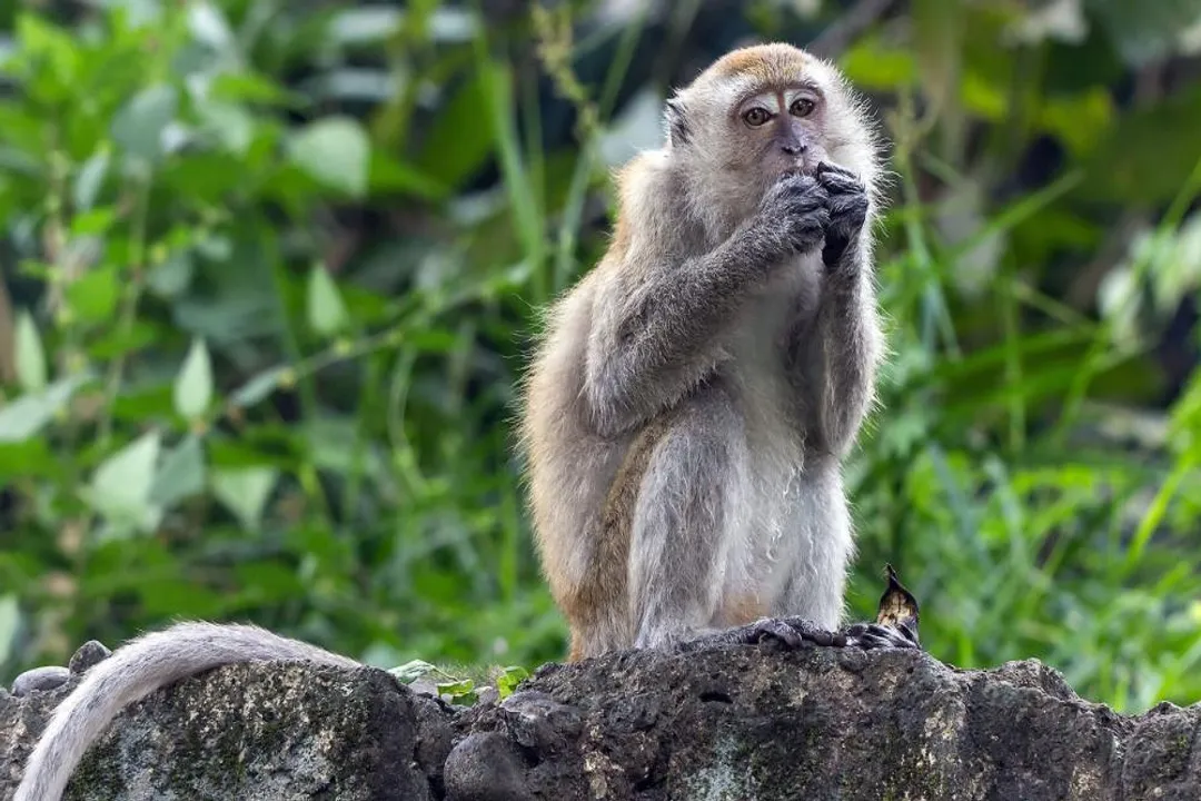 Why are they called crab-eating macaques?, Alternative Identity