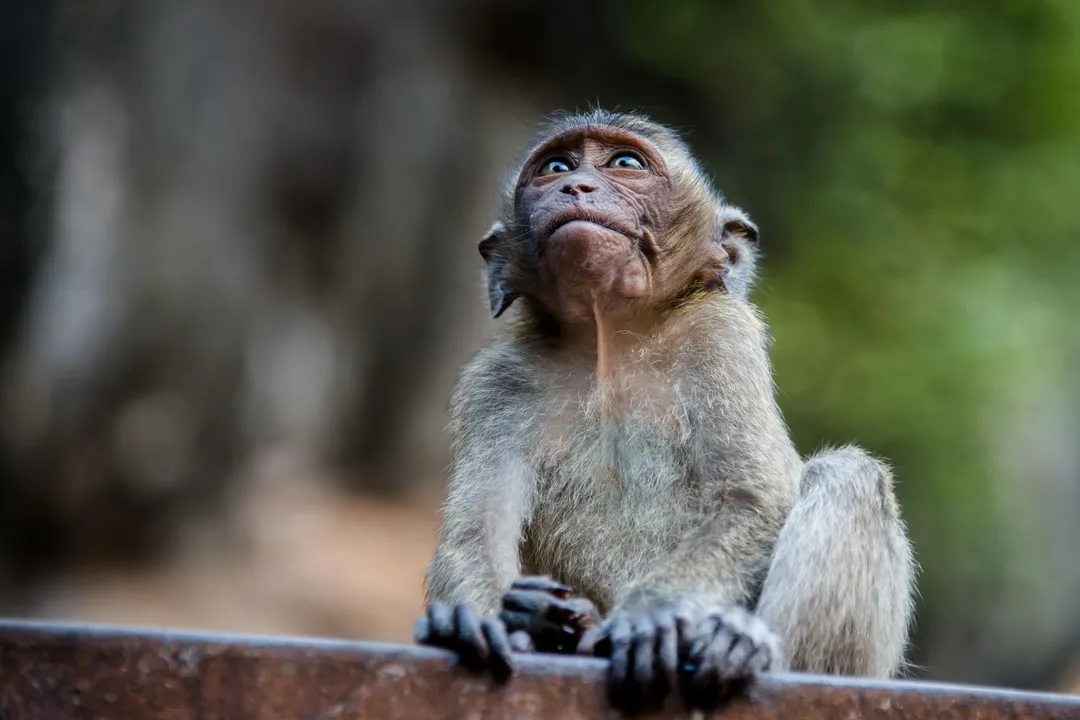 Why are they called crab-eating macaques?, Tool Use Behavior