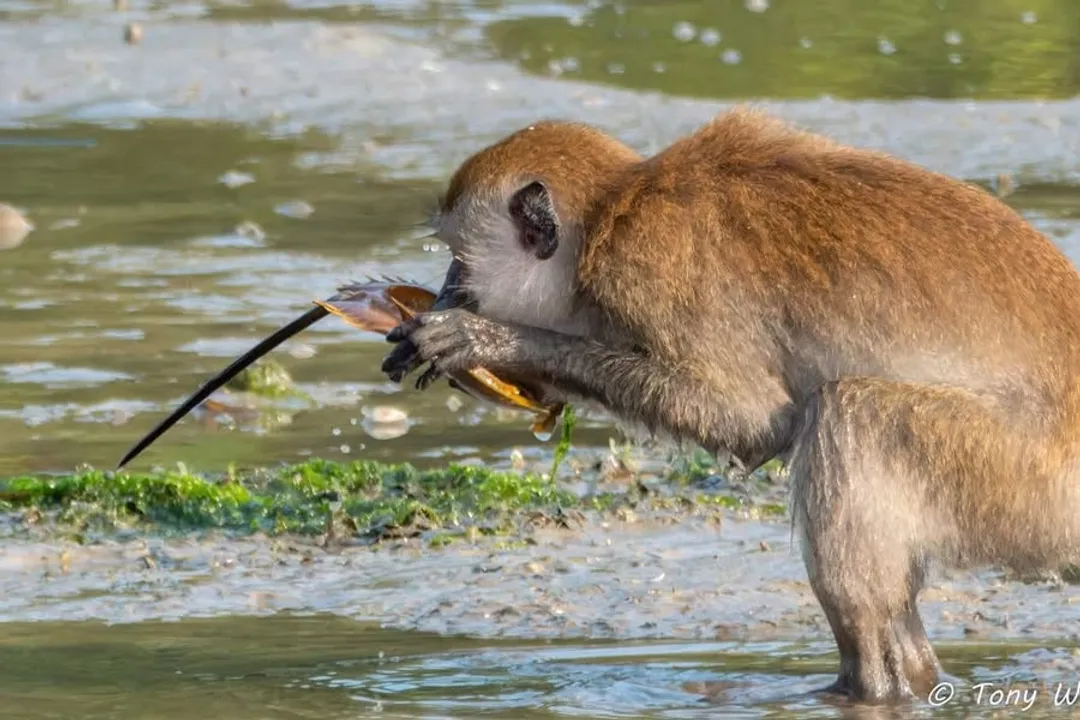 Why are they called crab-eating macaques?, Aquatic Prowess