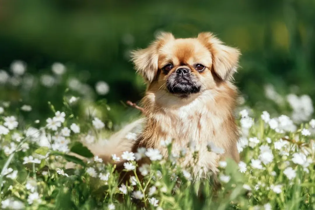 Why are Tibetan Spaniels rare?, Breed Status