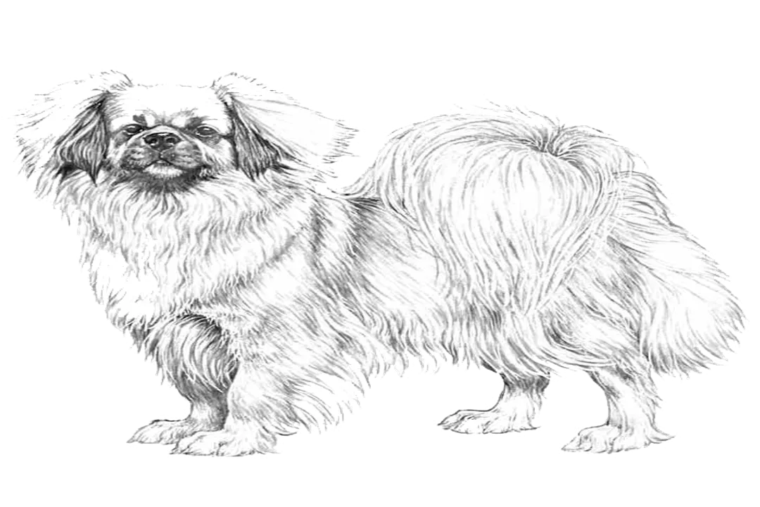 Why are Tibetan Spaniels rare?, Monastic Beginnings