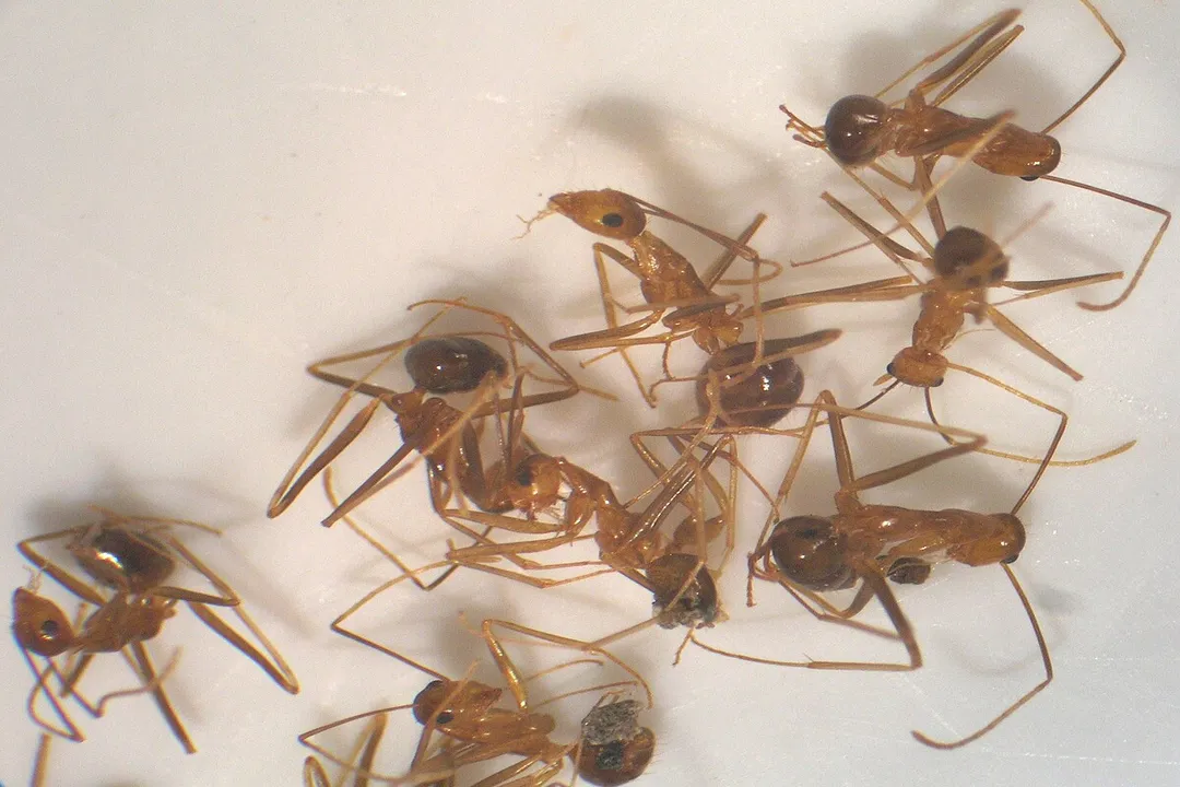 Why are yellow crazy ants called crazy?, Physical Traits