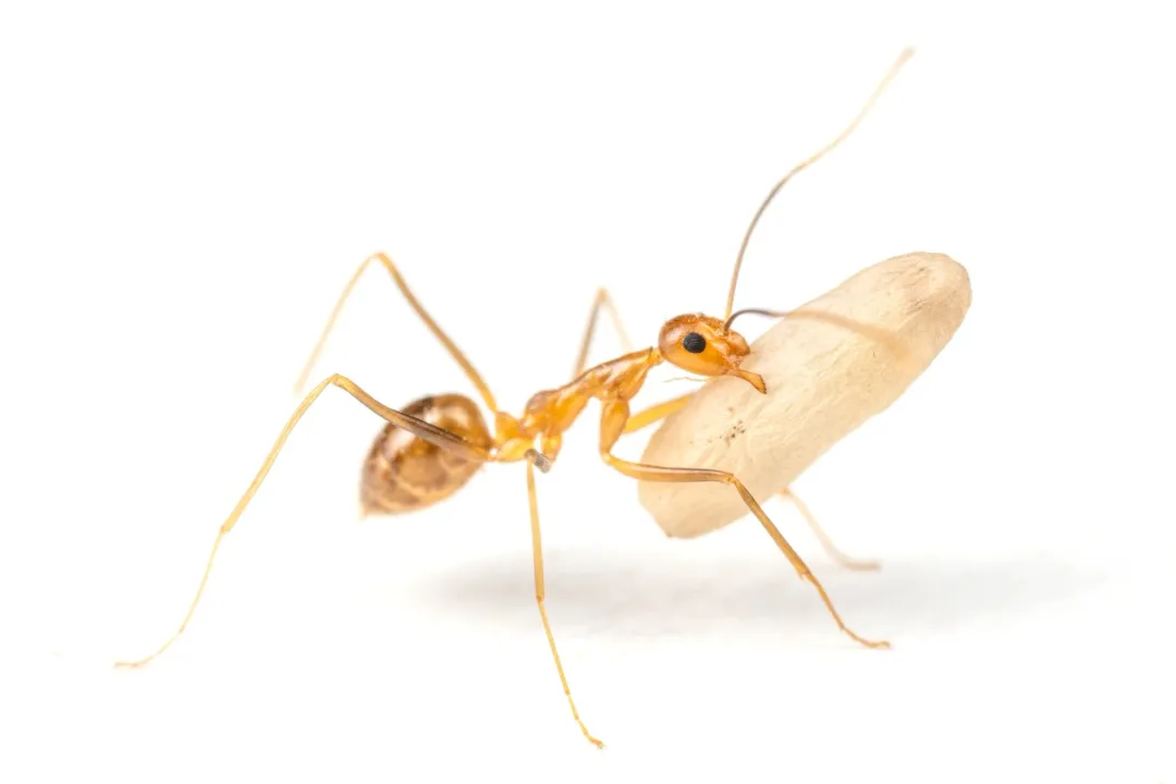 Why are yellow crazy ants called crazy?, Erratic Motion