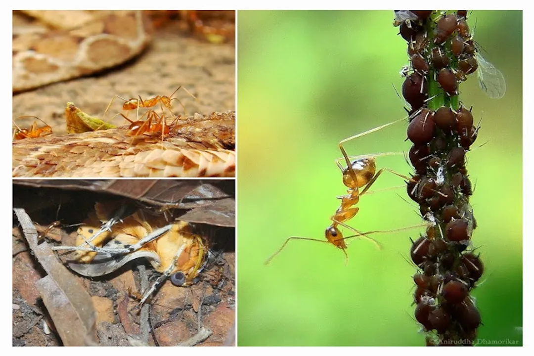 Why are yellow crazy ants called crazy?, Behavioral Contrast