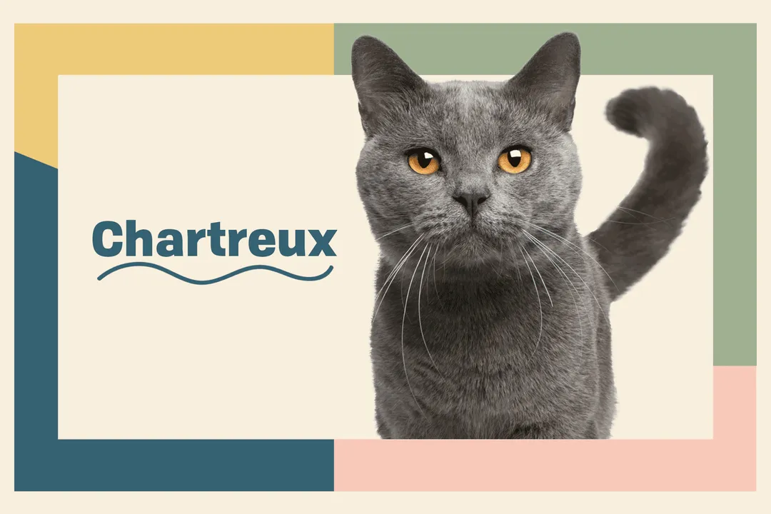 Why can't Chartreux cats meow?, Monk Silence Myth