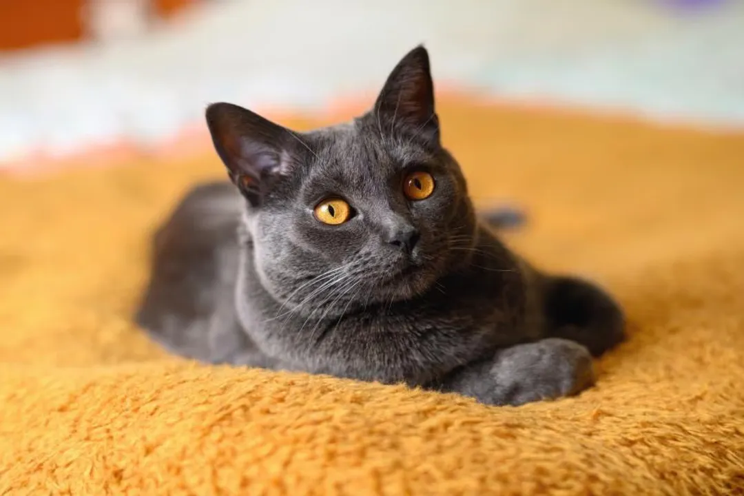 Why can't Chartreux cats meow?, Whispers Not Yells