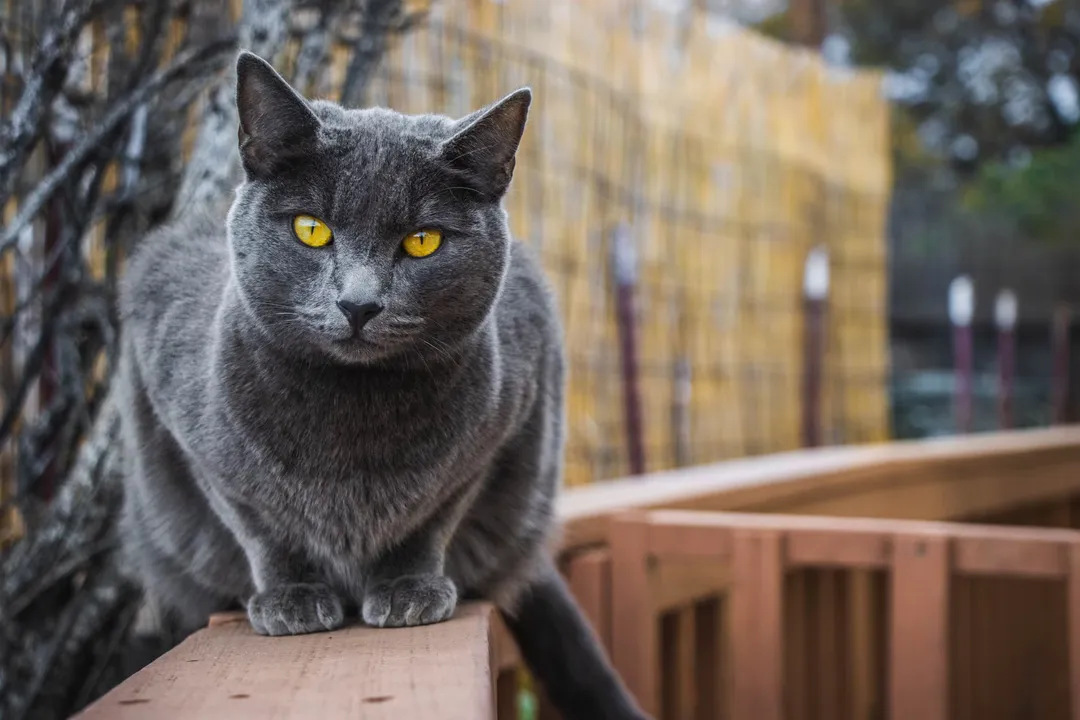 Why can't Chartreux cats meow?, Quiet Communicators
