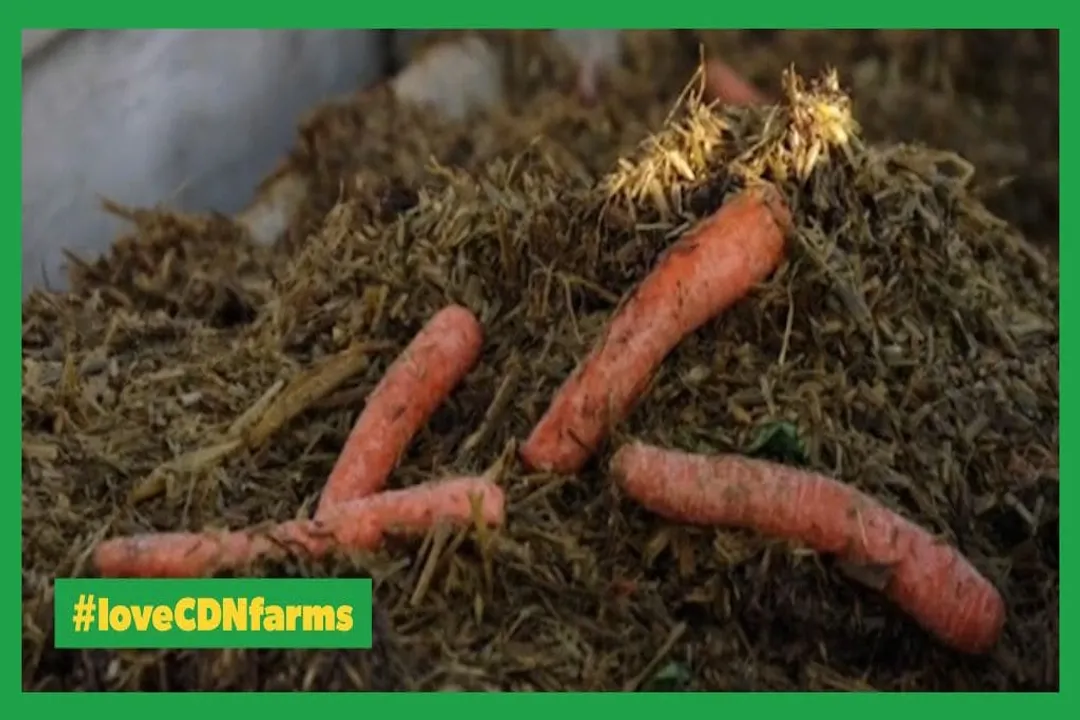 Why can't cows eat carrots?