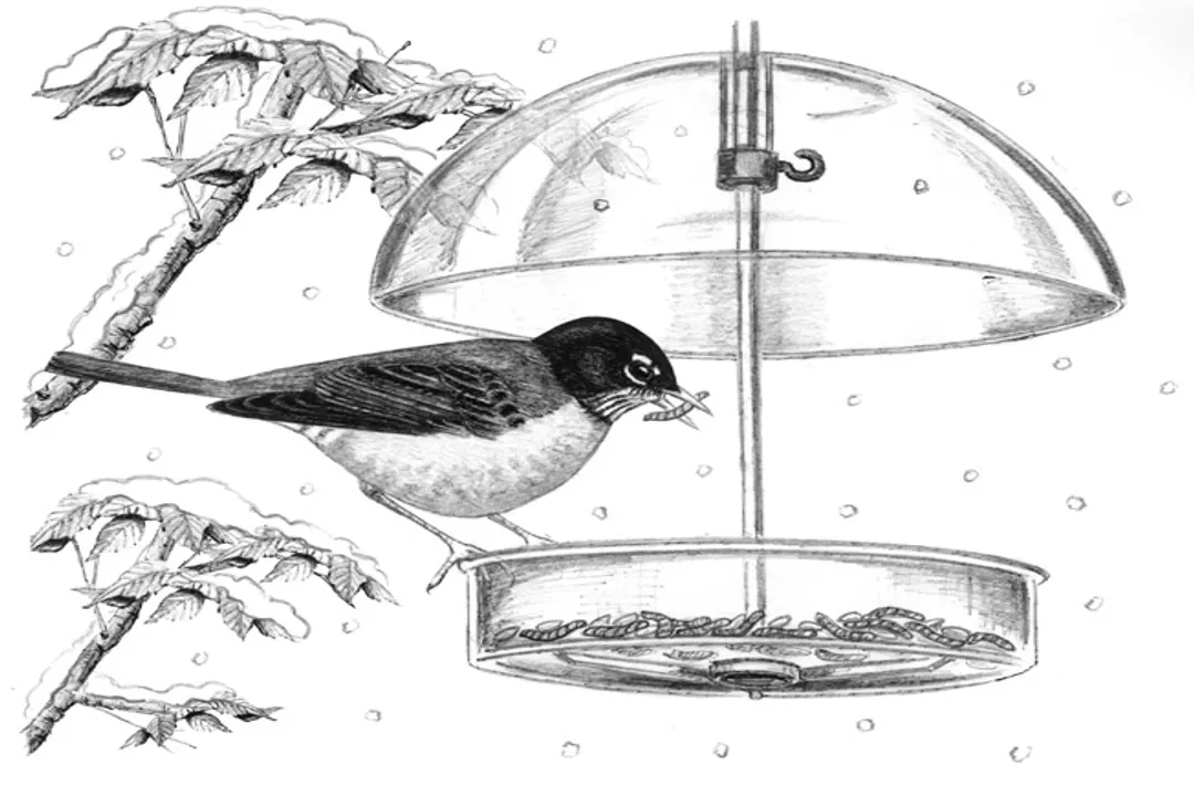 Why can't robins use bird feeders?, Attracting Robins