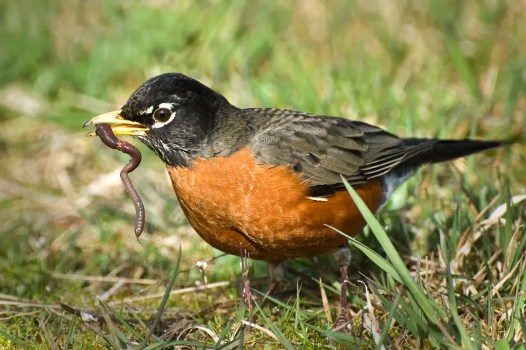 Why can't robins use bird feeders?, Dietary Needs