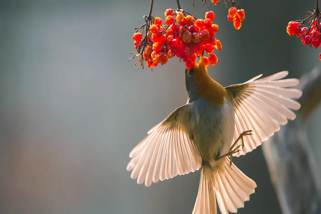 Why can't robins use bird feeders?, Feeding Style