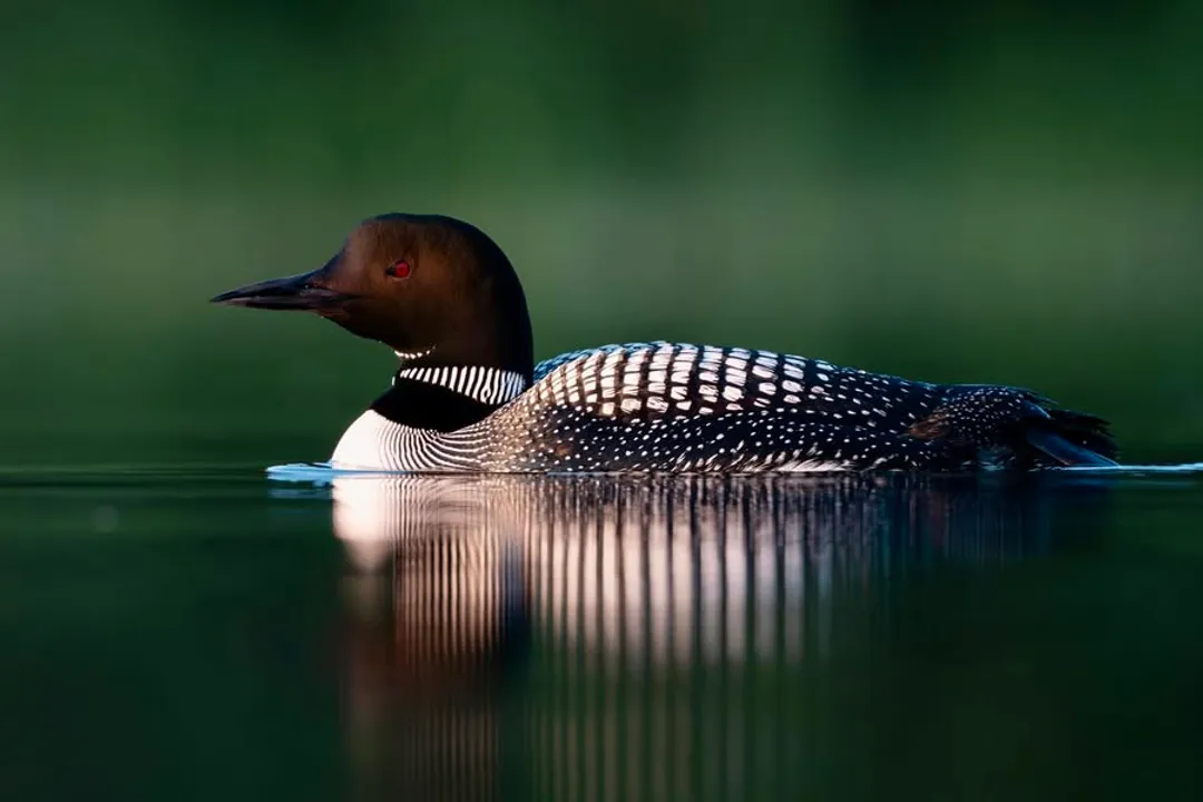 Why can't robins use bird feeders?
