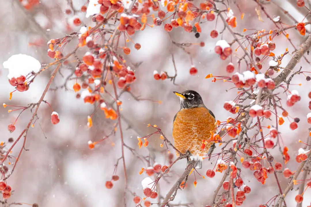 Why can't robins use bird feeders?, Foot Design