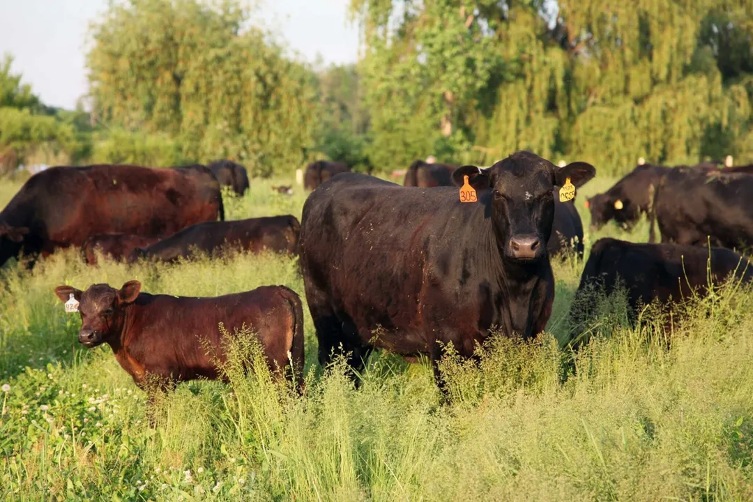 Why can't you feed cows alfalfa?, Grazing Control