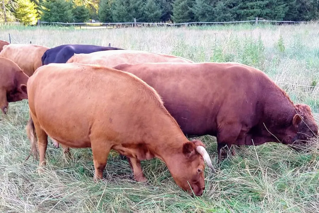 Why can't you feed cows alfalfa?, Forage Type