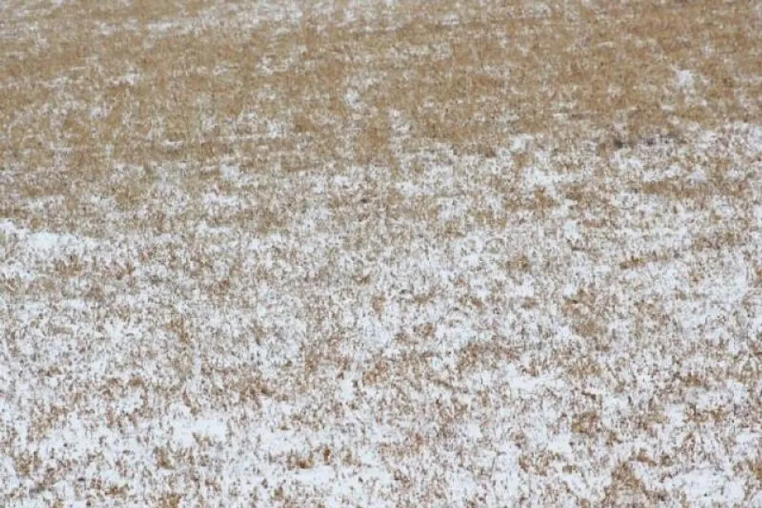 Why can't you feed cows alfalfa?, Foaming Action