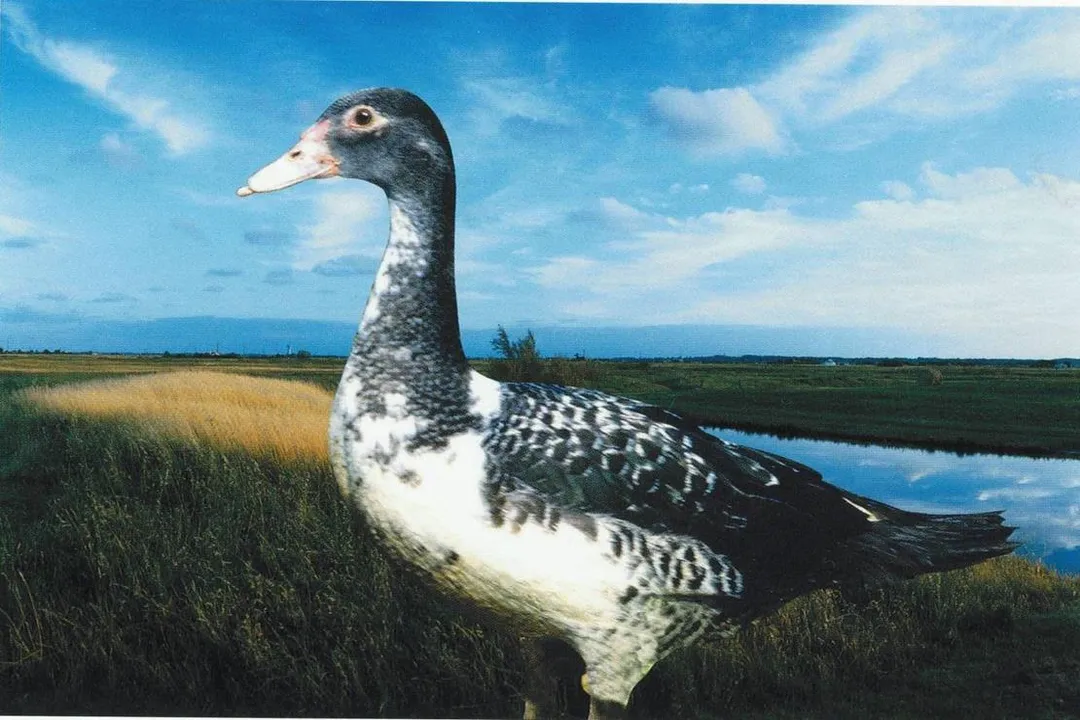 Why did the Montgolfier brothers send three animals up in their balloon?, Scientific Precedent