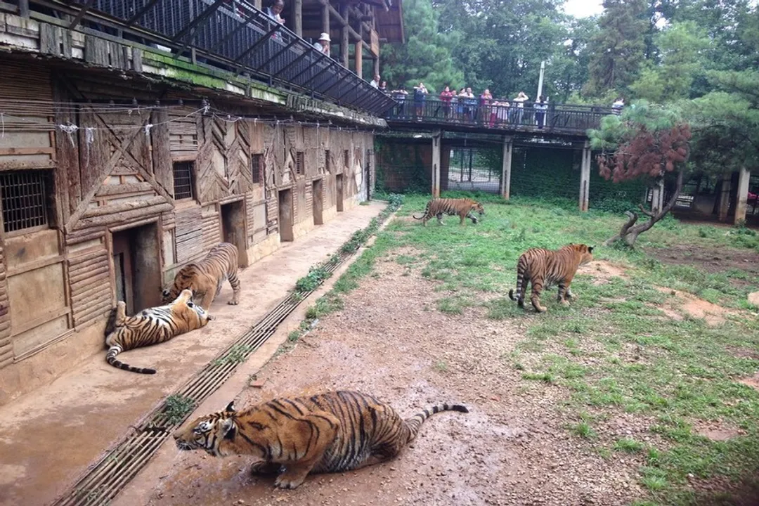 Why did tigers go extinct in China?, Historical Eradication