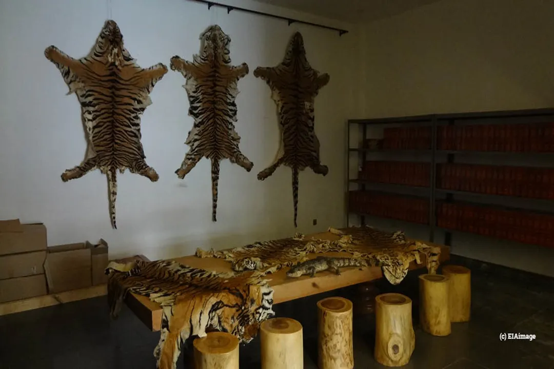 Why did tigers go extinct in China?, Habitat Loss