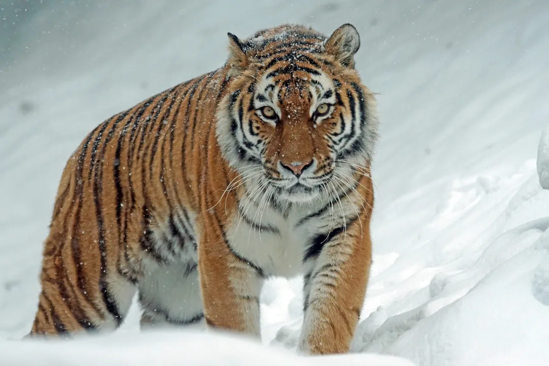 Why did tigers go extinct in China?