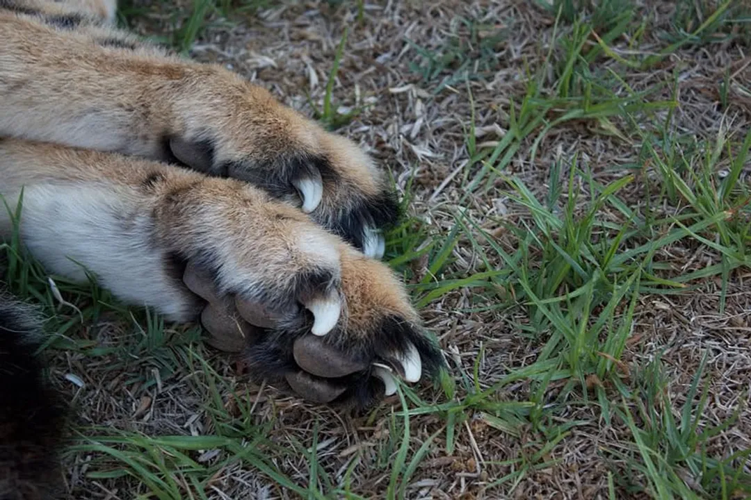 Why do African wild dogs only have four toes?