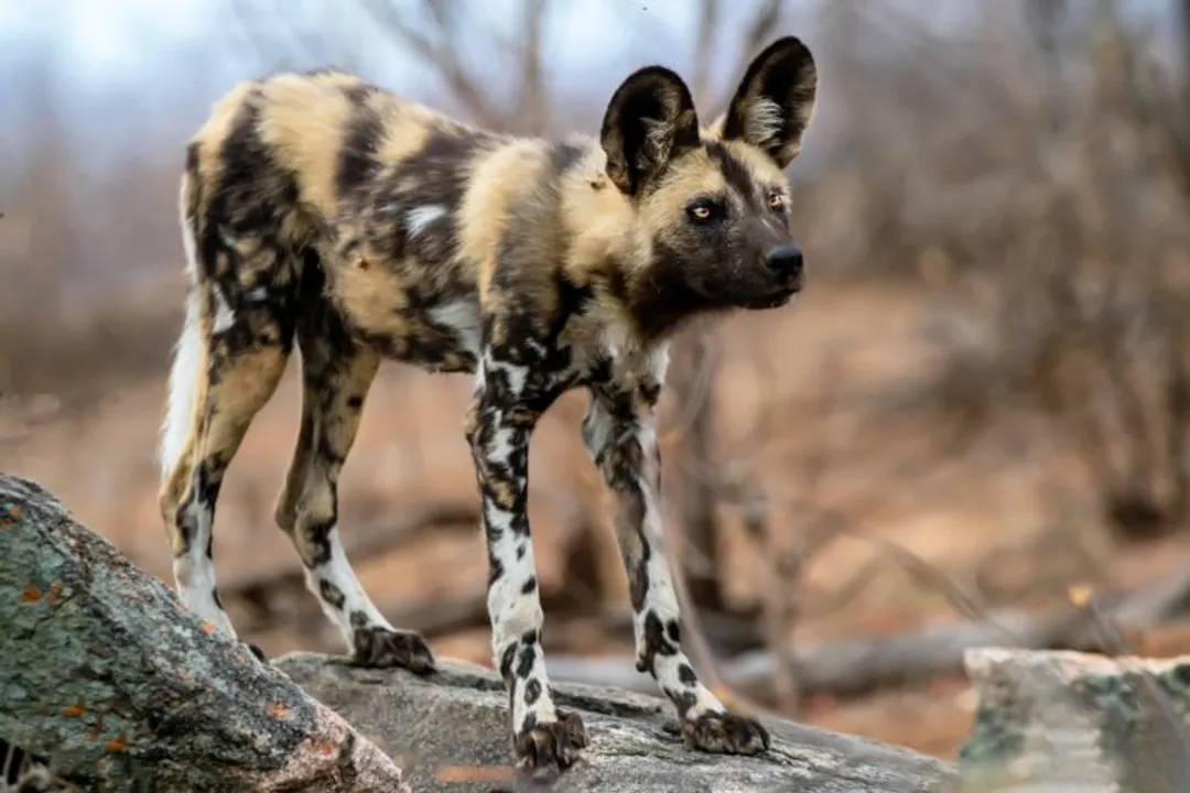 Why do African wild dogs only have four toes?, Four Digits