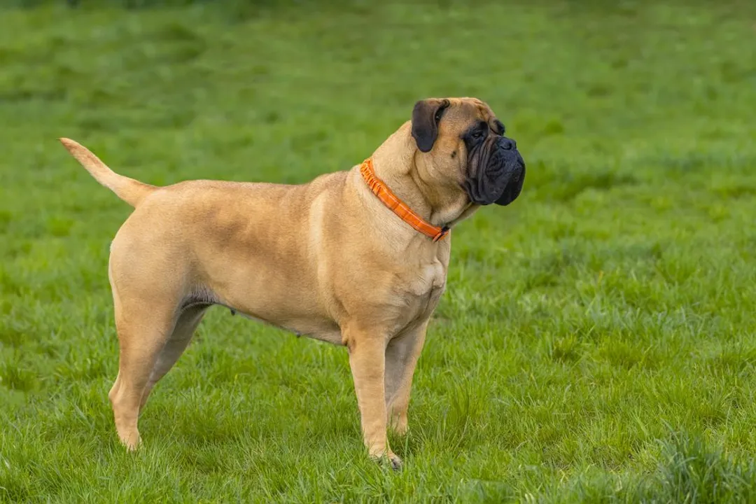 Why do Bullmastiffs not bark?, Guardian Silence