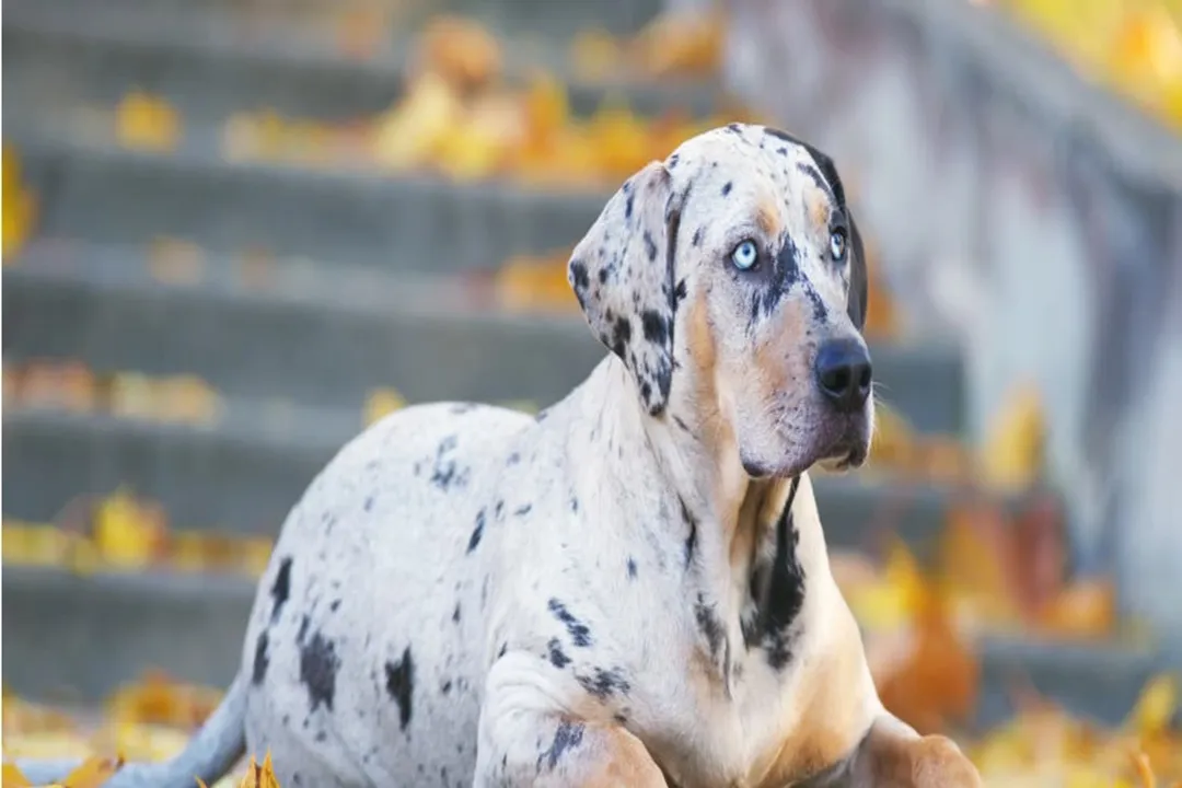 What landscape primarily shaped the evolution of the Catahoula Leopard Dog's webbed feet?