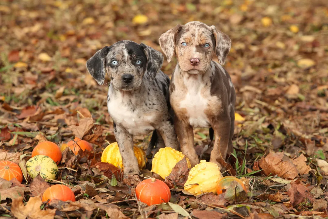 Why do Catahoulas have webbed feet?, Varied Appearance