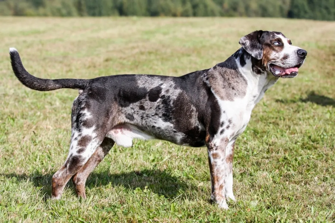 Why do Catahoulas have webbed feet?, Louisiana Origins