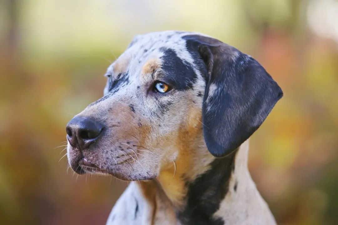 Why do Catahoulas have webbed feet?, Webbed Feet