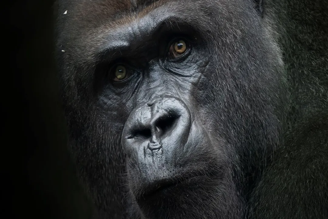 Why do gorillas have such small PP?