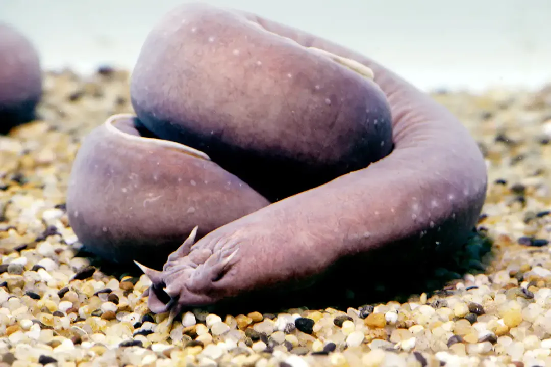 According to the analysis of tractive forces, which species of hagfish was studied?